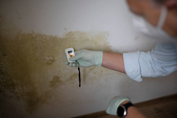 Best Mold Remediation for Healthcare Facilities  in Manito, IL